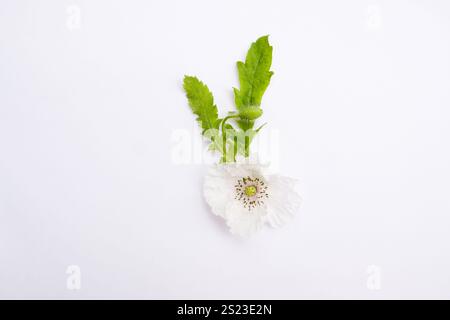 A minimalistic composition featuring a single white flower with intricate petals and vibrant green leaves. The clean white background emphasizes the s Stock Photo