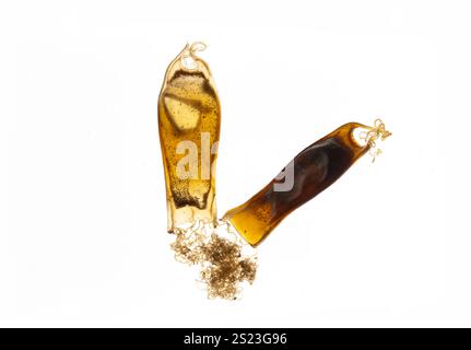 Egg case of Small-Spotted Catshark or Dogfish: Scyliorhinus canicula. Collected on beach in north Cornwall, UK Stock Photo