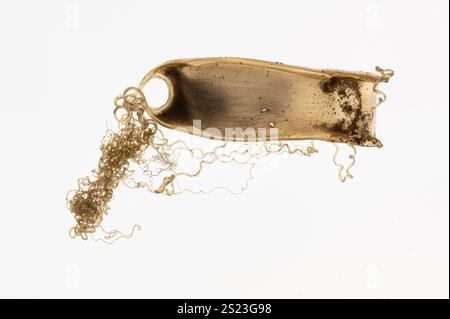 Egg case of Small-Spotted Catshark or Dogfish: Scyliorhinus canicula. Collected on beach in north Cornwall, UK Stock Photo