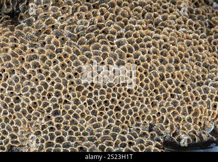 Honeycomb Worm: Sabellaria alveolata.  North Cornwall, UK Stock Photo