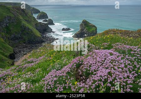 Thrift: Armeria maritima. Bedruthan Steps, Cornwall, UK Stock Photo