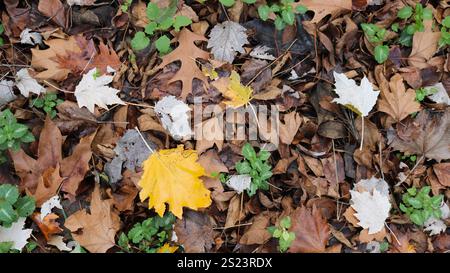 maple and oak fallen leaves lying in a multi-colored palette on grassy ground as a natural background texture with an autumn mood Stock Photo