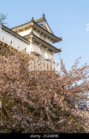 Cherry blossoms in front of ishigaki stone walls and the Ka Turret, yagura, with stone dropping holes at Himeji castle. Blue sky, golden hour. Stock Photo