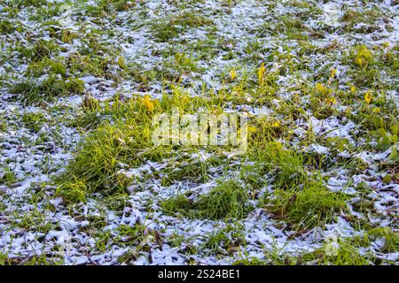 Fresh snow covers patches of vibrant green grass, creating a tranquil winter atmosphere in the early morning light. Stock Photo