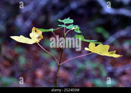 A young specimen of the field maple (Acer campestre) grows in a forest Stock Photo