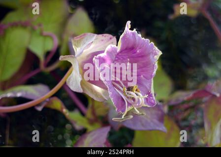 Single Solitary Large Bell-shaped Cobaea Scandens (Cathedral Bells) Flower grown in the Borders RHS Garden Harlow Carr, Harrogate, Yorkshire, England Stock Photo