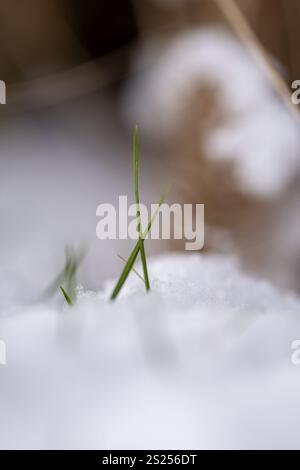 a sprout of grass breaks through the snow, the first spring sprouts of grass among the snow Stock Photo