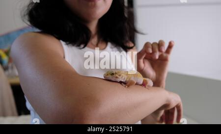 A woman gently pets a leopard gecko resting on her arm, highlighting its vivid colors. This image showcases human compassion for exotic animals and Stock Photo