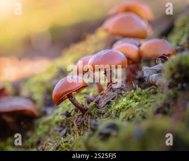 cluster of deadly galerina growing on a rotting log Stock Photo