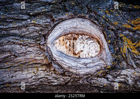 Trunk in which the shape of an eye can be seen Stock Photo