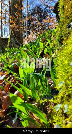 Wild garlic in the spring forest on a sunny day. Forest food. Stock Photo