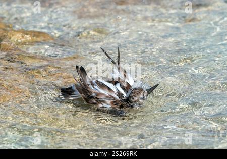 ruddy turnstone, Arenaria interpres, single adult bathing in shallow water, Cozumel, Mexico Stock Photo