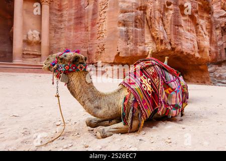 A vibrant image showcasing a camel adorned with colorful blankets and decorations, resting against the backdrop of Petra's iconic ruins, highlighting Stock Photo