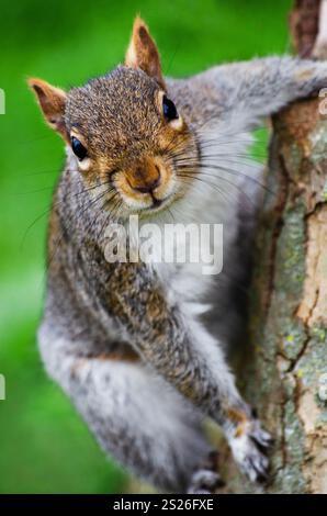 Confident squirrel looking straight into camera posed on a tree, Tottenham Green, London. Stock Photo