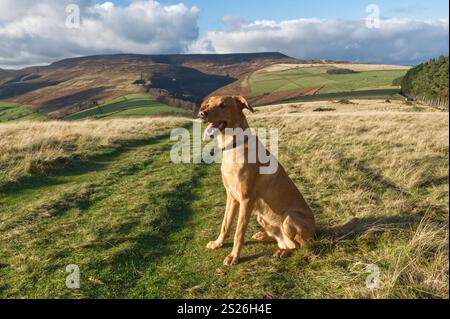 Red Fox Labrador in the Peak District Stock Photo
