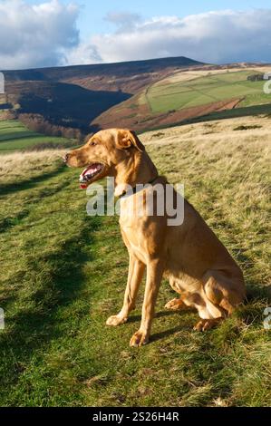 Red Fox Labrador in the Peak District Stock Photo