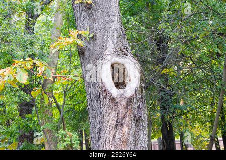Tree hollow in the park Stock Photo