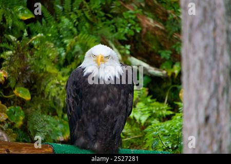 close up of North American bald eagle sitting on tree limb looking directly at camera with green leaves in background Stock Photo