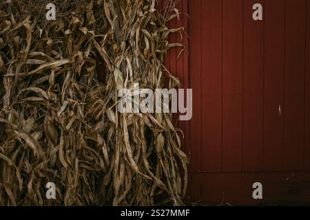 Fall, red barn with dried cornstalks, midwest Stock Photo