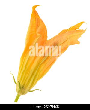 Squash blossom isolated on white background Stock Photo