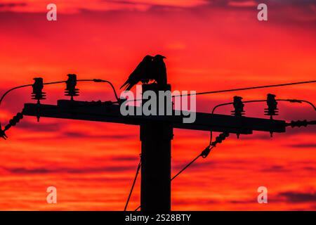Two Ravens on a power pole at sunrise in Los Angeles, California. Stock Photo
