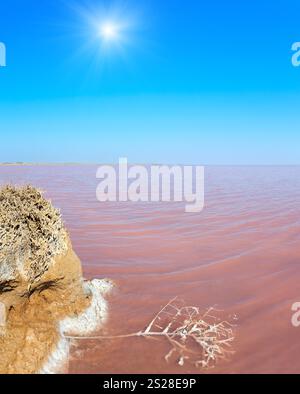 Water surface of sunshiny pink extremely salty Syvash Lake, colored by microalgae. And small dead plant covered with crystalline salt. Ukraine, Kherso Stock Photo