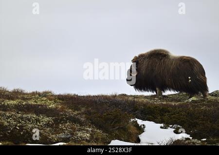 Musk ox (Ovibos moschatus) standing in the autumn tundra on a ridge, Dovrefjell-Sunndalsfjella National Park, Norway, Europe Stock Photo