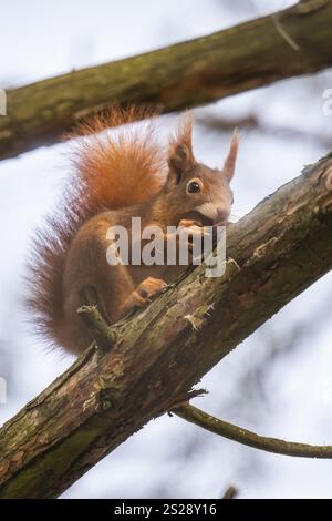 Squirrel (Sciurus vulgaris) sitting on a branch and holding a walnut in its paws, Baden-Wuerttemberg Stock Photo