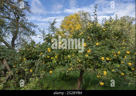 Quince tree (Cydonia oblonga) with ripe fruit in an orchard, Mecklenburg-Western Pomerania, Germany, Europe Stock Photo