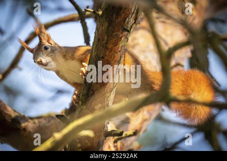 Squirrel (Sciurus vulgaris) sitting on a pine branch, Baden-Wuerttemberg Stock Photo