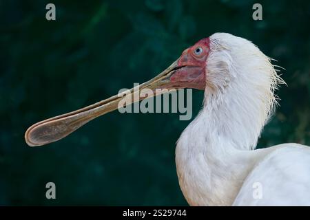 Close up portrait of African Spoonbill bird (Platalea Alba) on dark green background. Range Gambia east to Sudan and south to Cape Province. Stock Photo