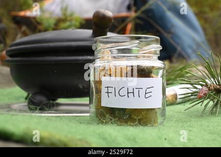 Spruce cone resin, European spruce (Picea abies) Stock Photo