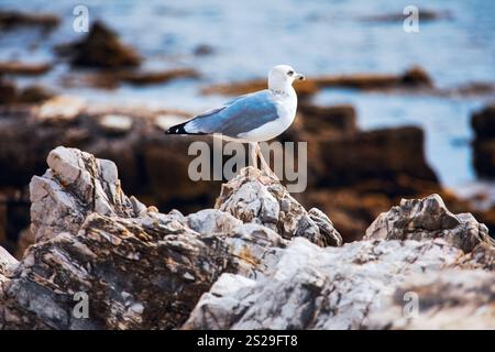 Seagull standing on a rocky outcrop by the sea. The seagull's presence on the rugged rocks with the ocean in the background creates a picturesque and Stock Photo