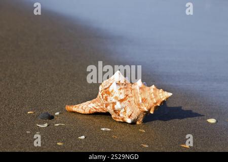 A shell lies on the sandy beach next to the sea. A nice reminder of the last holiday. Austria Stock Photo