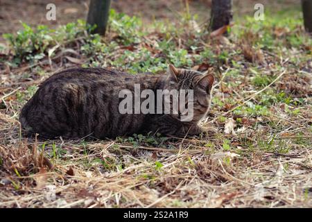 street cat crouching on side street in park Stock Photo