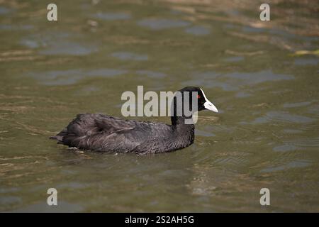 Side view of a Eurasian coot swimming in a lake, its black feathers shining in the sunlight Stock Photo