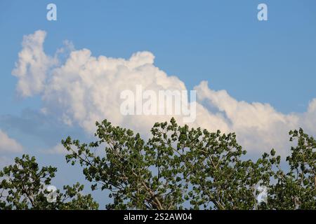 fluffy white clouds tower over trees turning green in Spring Stock Photo