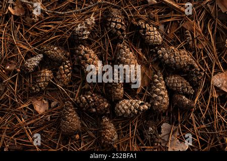 Pine cones scattered on a forest floor covered with fallen pine needles Stock Photo