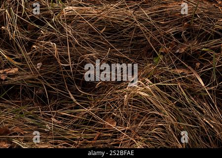 Dry, long, leaning grass swaying gently in the breeze, showcasing the beauty of nature’s simplicity Stock Photo