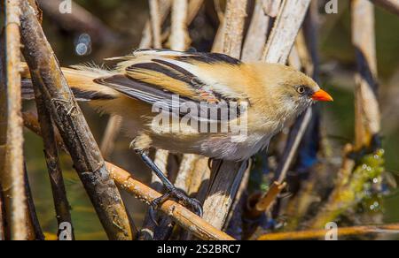 Bearded Reedling (Panurus biarmicus). Their length is 14-15.5 cm and ...