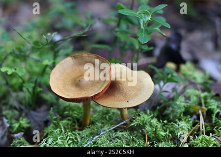 Red Banded Webcap Red-gilled webcap mushroom Stock Photo - Alamy