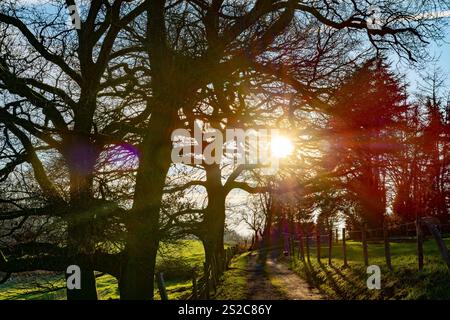 Golden sunlight filters through the branches of towering trees, illuminating a country lane. Stock Photo