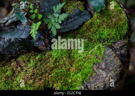 Green moss grown up on tree trunk Stock Photo