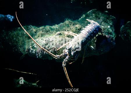 Lobster walking on the seabed. Macro view Stock Photo