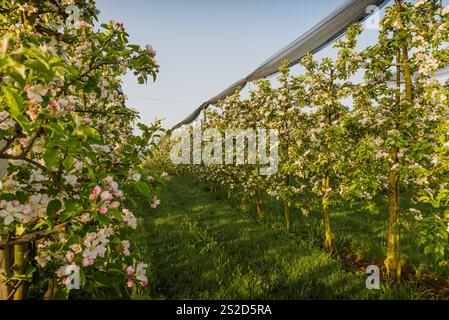 Orchard with blooming apple trees in row, Egnach, Canton of Thurgau, Switzerland Stock Photo