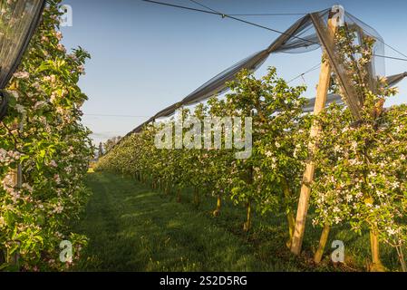 Orchard with blooming apple trees in row, Egnach, Canton of Thurgau, Switzerland Stock Photo
