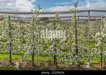 Orchard with blooming apple trees, Roggwil, Canton of Thurgau, Switzerland Stock Photo