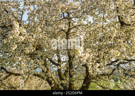 Close-up of a large blossoming pear tree, Roggwil, Canton of Thurgau, Switzerland Stock Photo