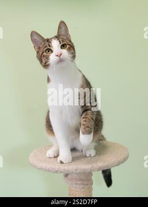 Close-up of a tabby and White kitten sitting on a cat tower in front of a green background Stock Photo