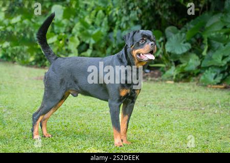 Rottweiler dog standing in the field, macho and handsome looking. Stock Photo